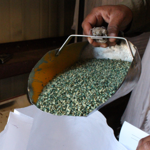 green seed in a scoop being put into a white bag