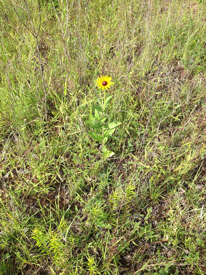 a single yellow flower in the middle of grass