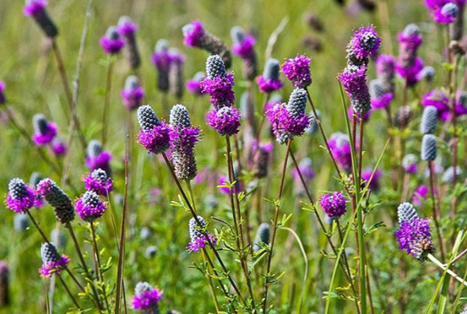 purple prairie clover