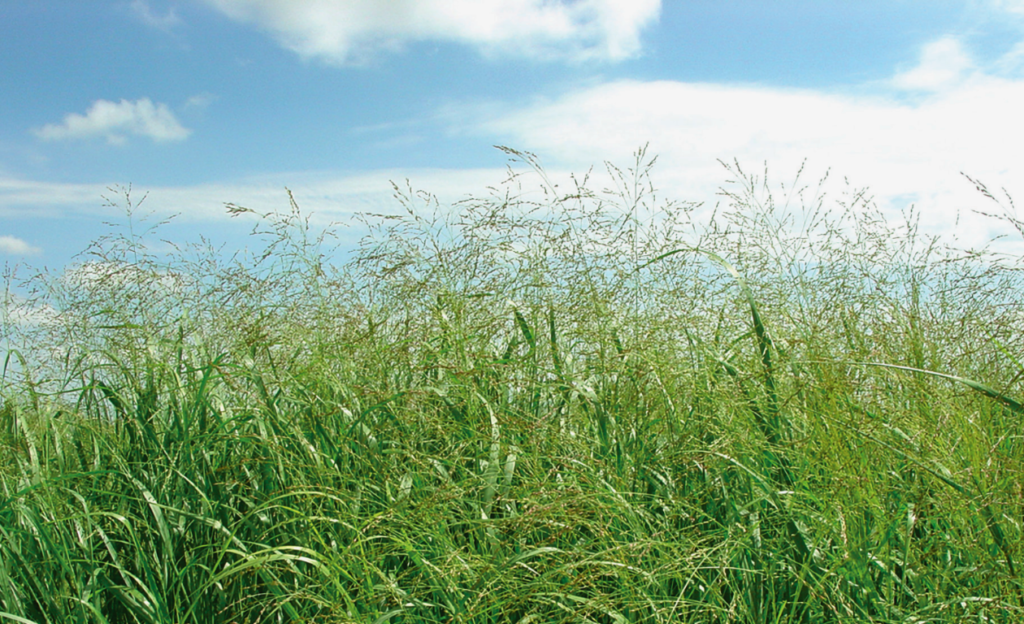 native plants under a blue sky