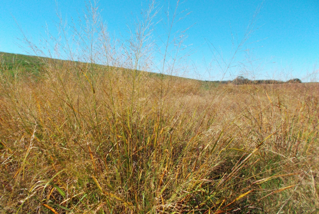 native plants in a pasture