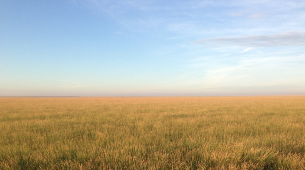 a pasture during daytime