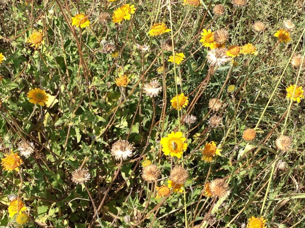 close up of flowers