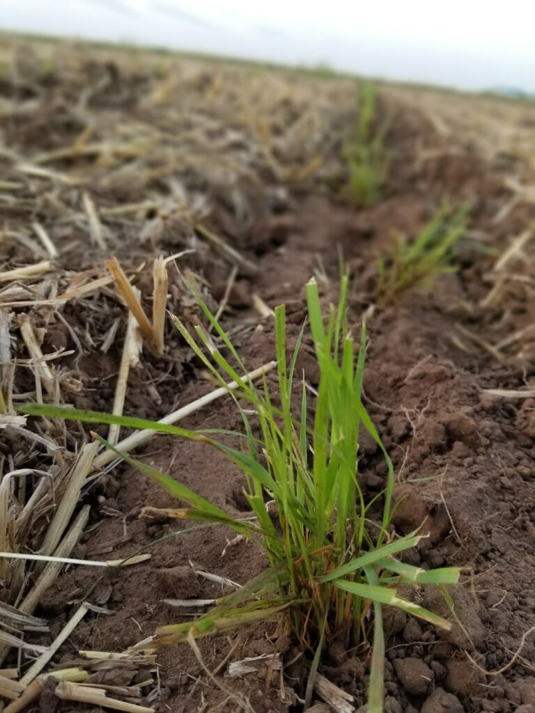 grass starting to grow in field