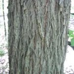 american elm tree close up