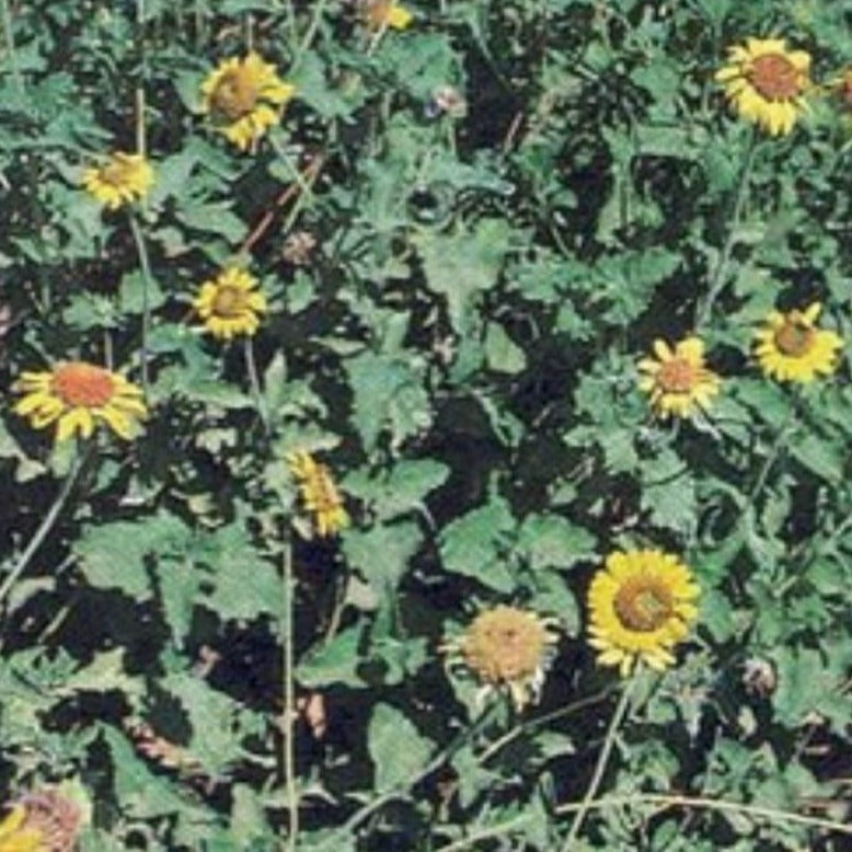 awnless bush sunflower close up