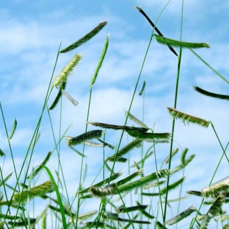 Blue Grama - Plant - Bamert Seed