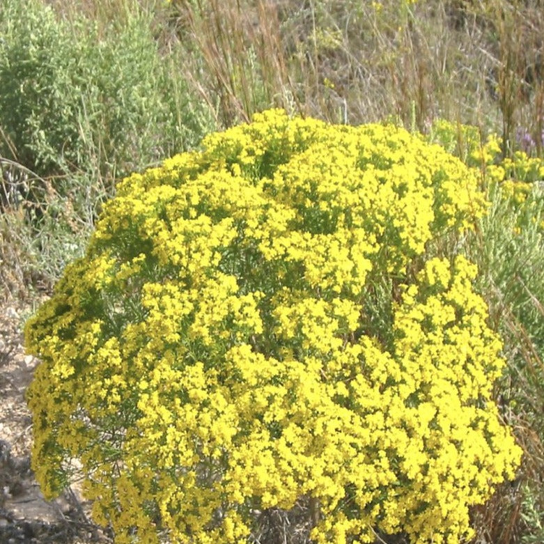 close up of broom snakeweed
