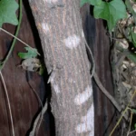 chittamwood tree close up