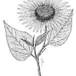common sunflower graphic