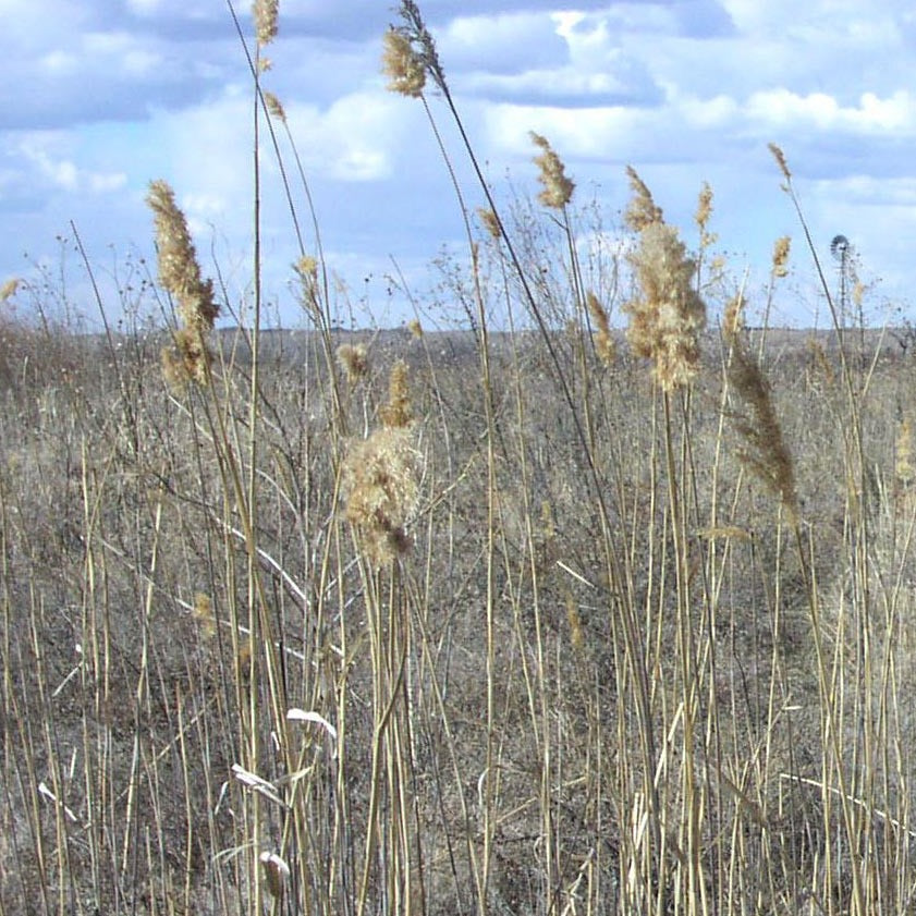 a field of common reed