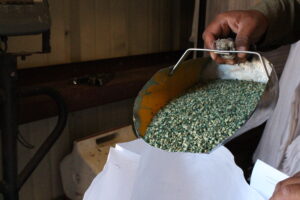 green seeds in a scoop being bagged