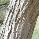 cottonwood tree close up