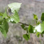 cottonwood leaves close up