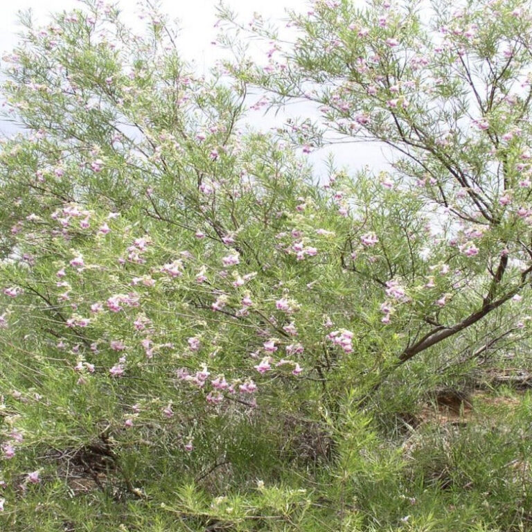 Desert Willow Bamert Seed