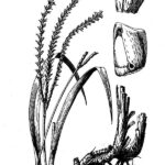 eastern gamagrass graphic