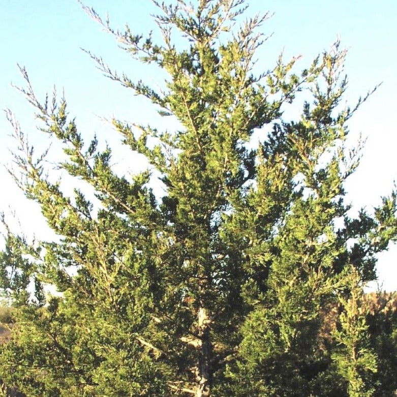 eastern red cedar