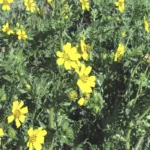 the englemann daisy in a field