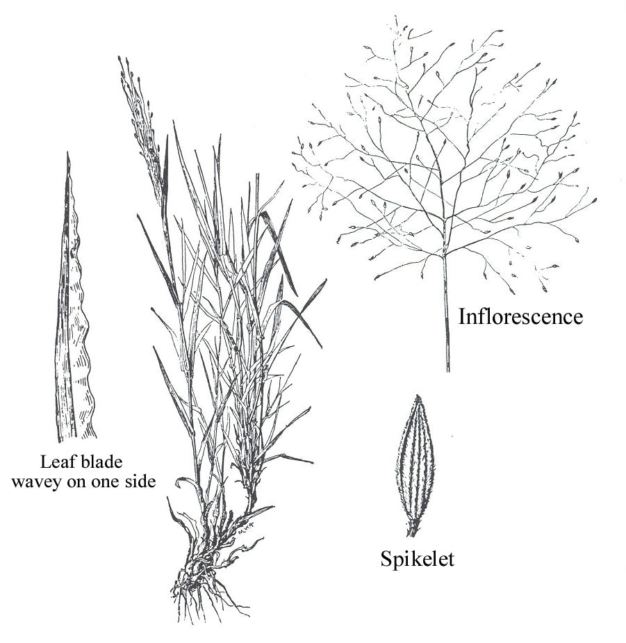 fall witchgrass graphic