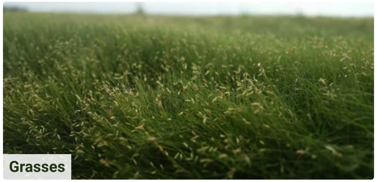 grasses in field