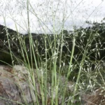 indian ricegrass close up