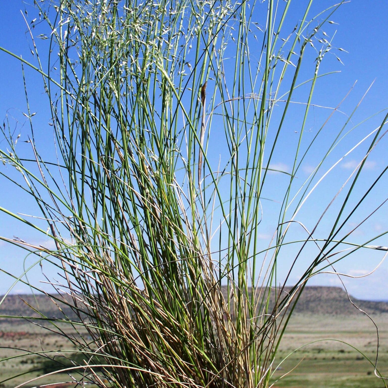 Indian Ricegrass - Plant - Bamert Seed