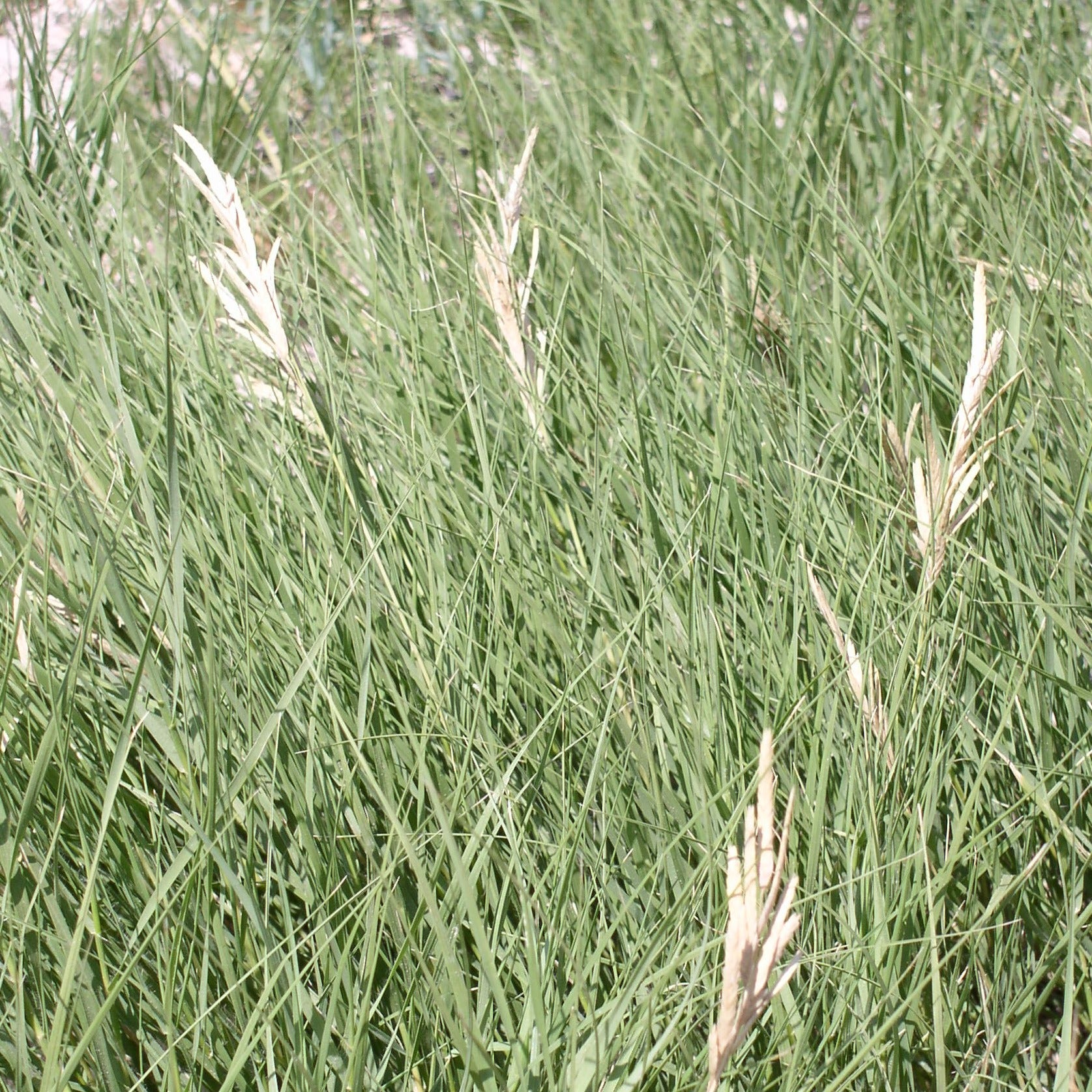 inland saltgrass close up