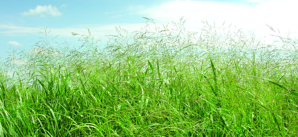 kleingrass in a field under a blue sky