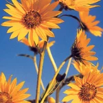 maximilian sunflower close up
