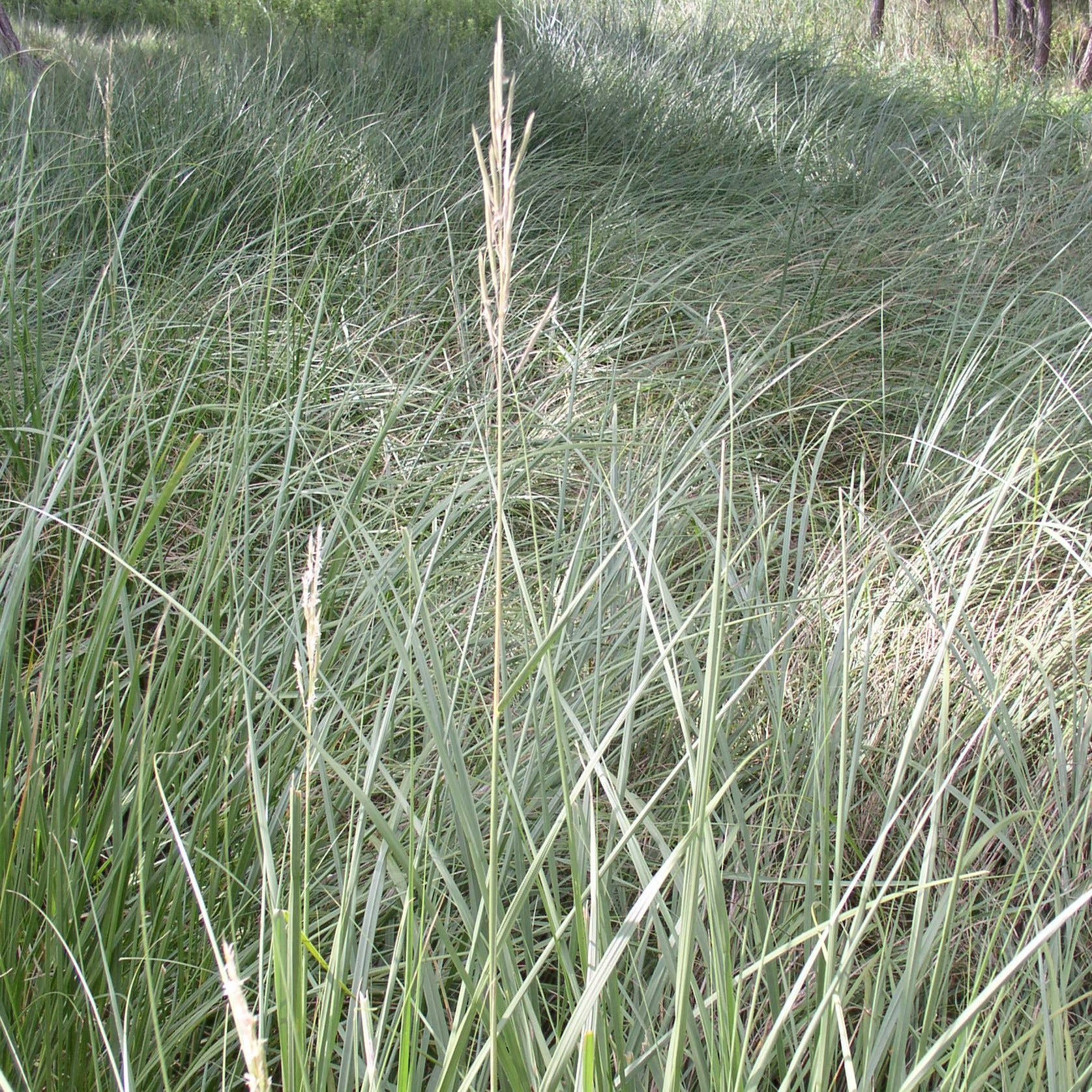 prairie cordgrass close up