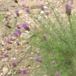 purple prairie clover close up