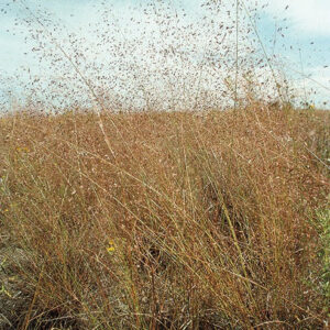 Sand Lovegrass - Plant - Bamert Seed