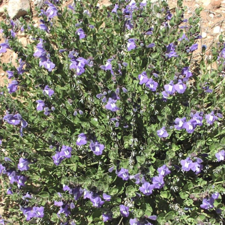 Skullcap - Plant - Bamert Seed