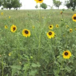 the common sunflower in a field