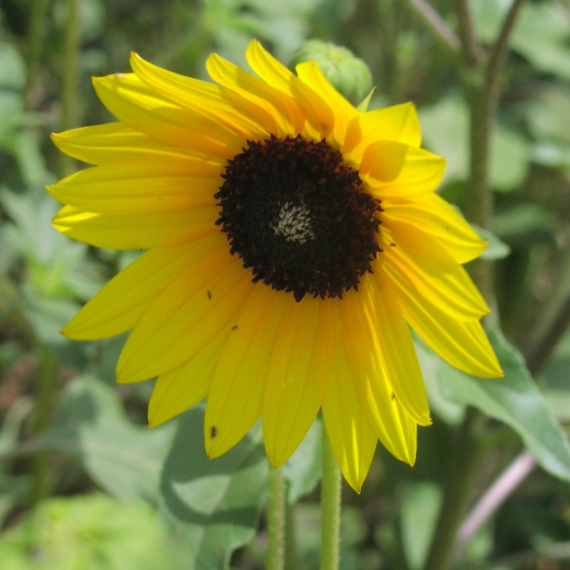 common sunflower close up