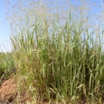 tall switchgrass in a field