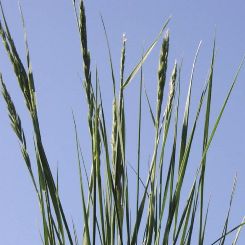 western wheatgrass close up