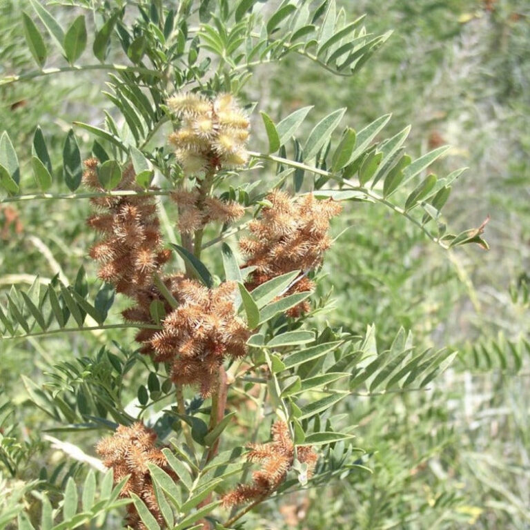 Wild Licorice - Plant - Bamert Seed