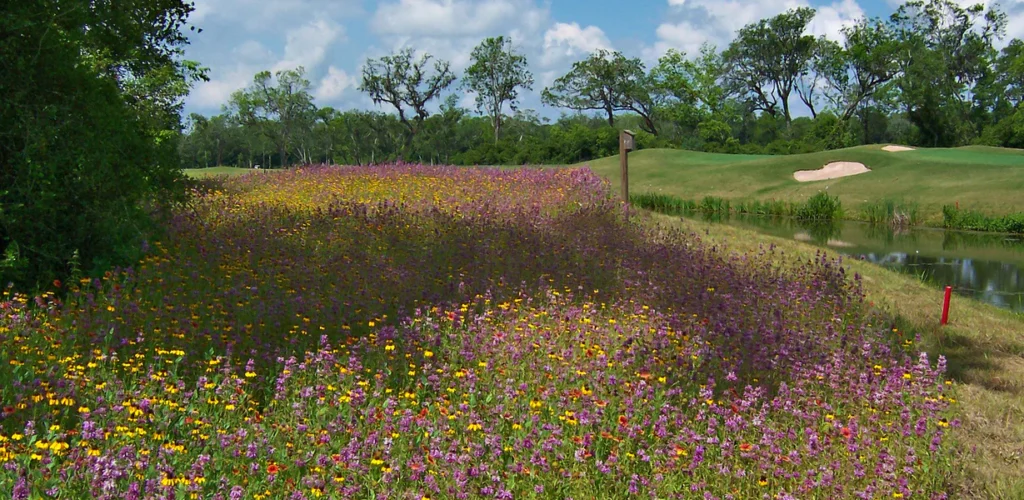 wildflowers next to a pond on a golf course