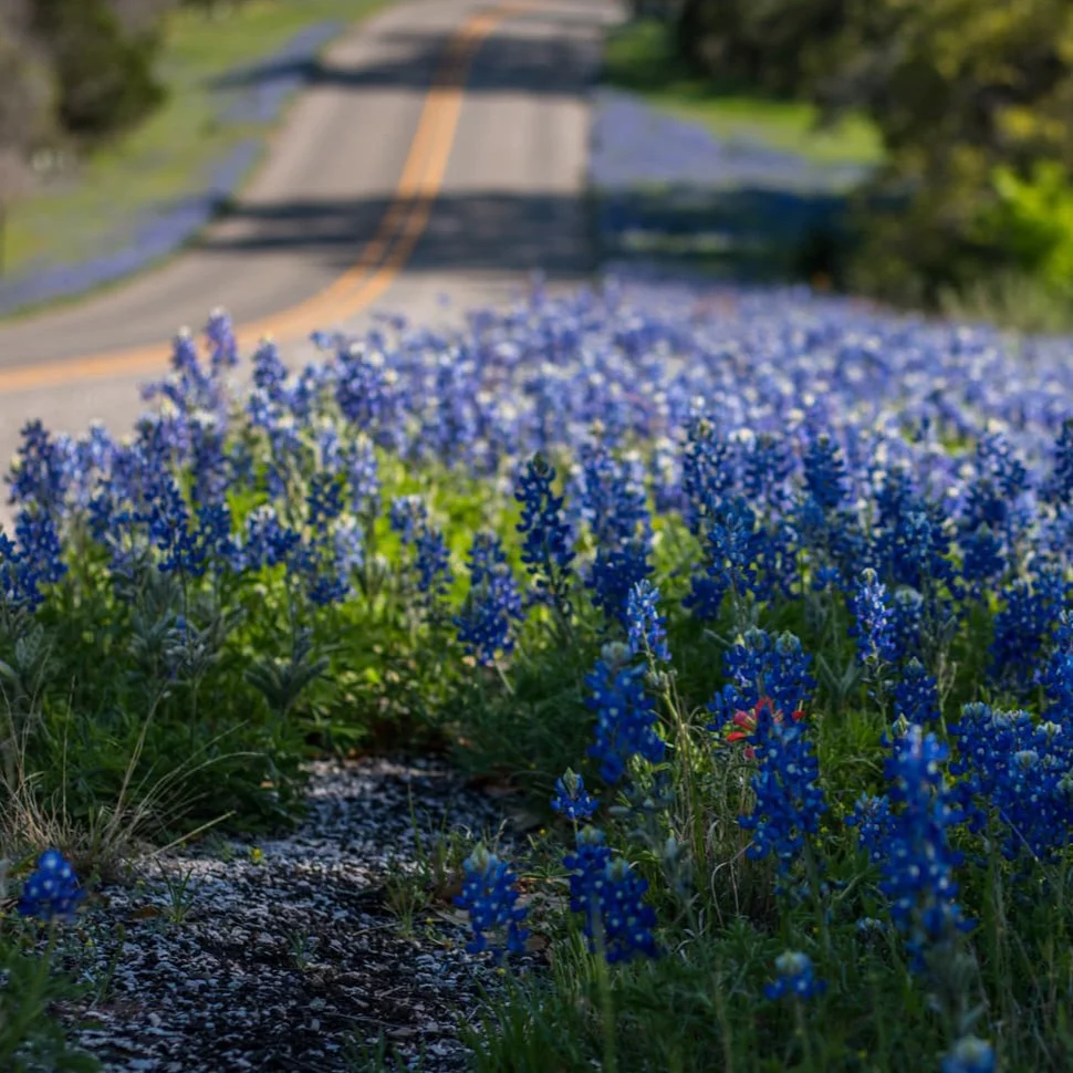 texas bluebonnets next to a road