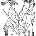 camphorweed graphic