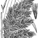 common reed graphic