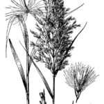 common reed graphic