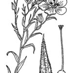 prairie flax graphic