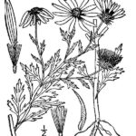 tansy aster graphic