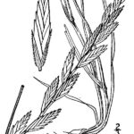 western wheatgrass graphic