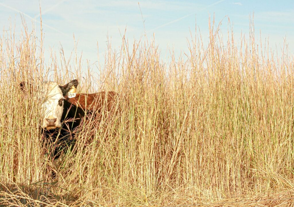 a brown cow with a white face hiding in tall grass