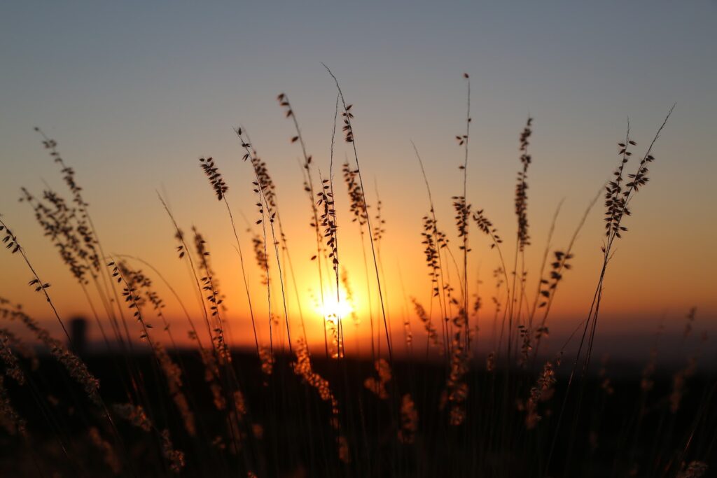 a sunset behind a tall grass