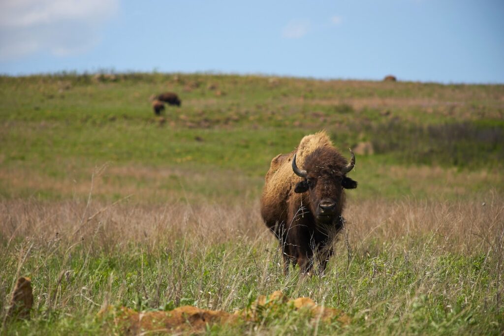 bison grazing in a field of grass