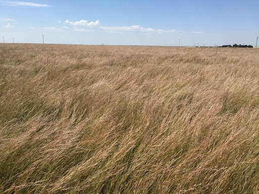 Combatting Drought with Native Grasses - Bamert Seed